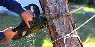 Lavon, TX Tree Services Company