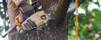 Best Fruit Tree Pruning  in Lavon, TX