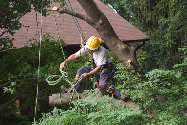 Best Tree Disease Treatment  in Lavon, TX