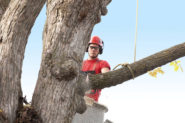 How Our Tree Care Process Works  in  Lavon, TX